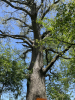 Shagbark hickory