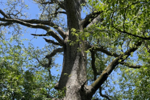 Shagbark hickory